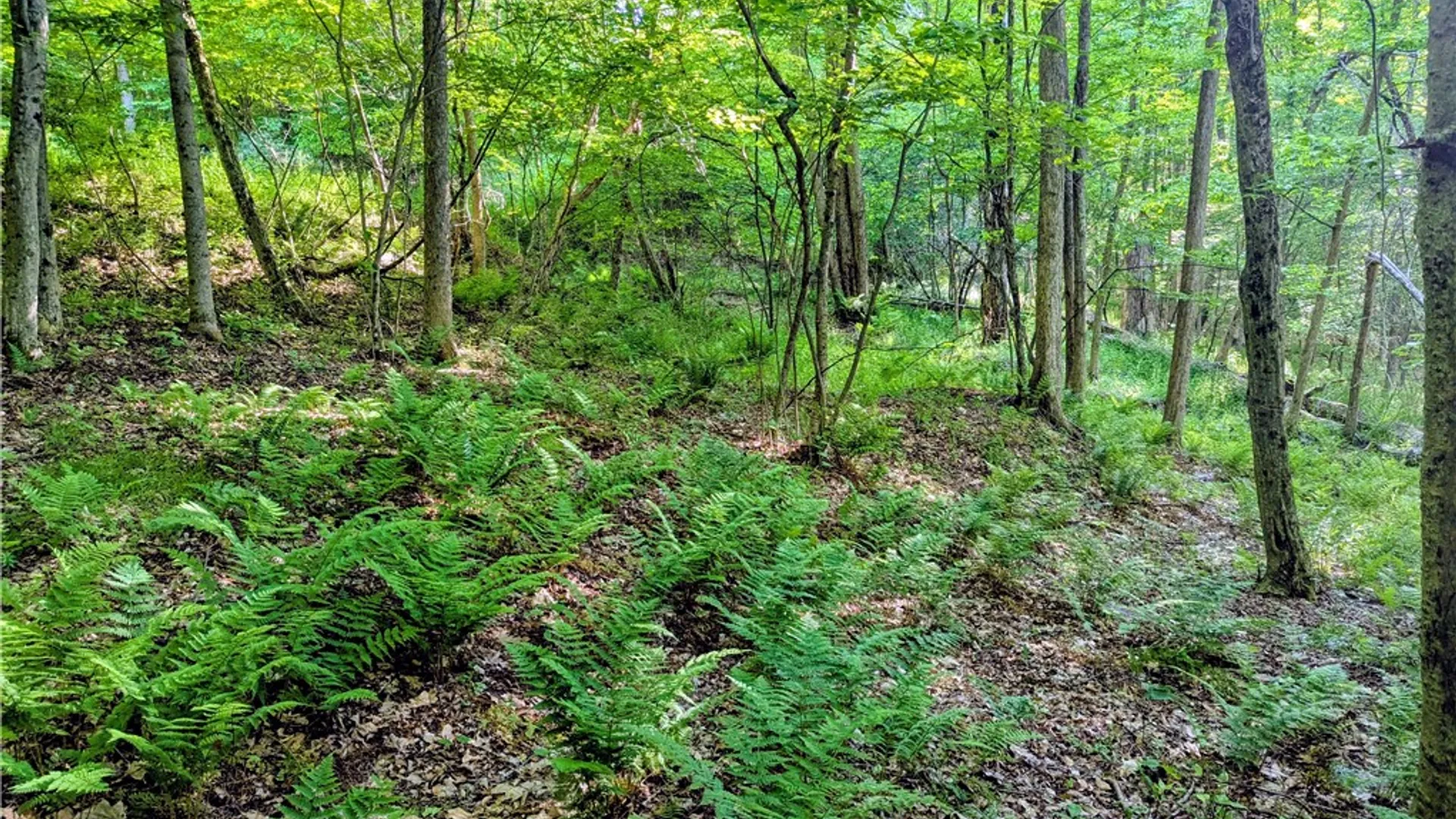 Property at 00 Two Mile Road, Liberty Town, PA 16749 24