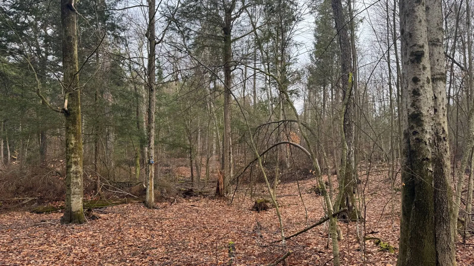 Property at 3650 State Route 69, Blossvale, NY 13471 23