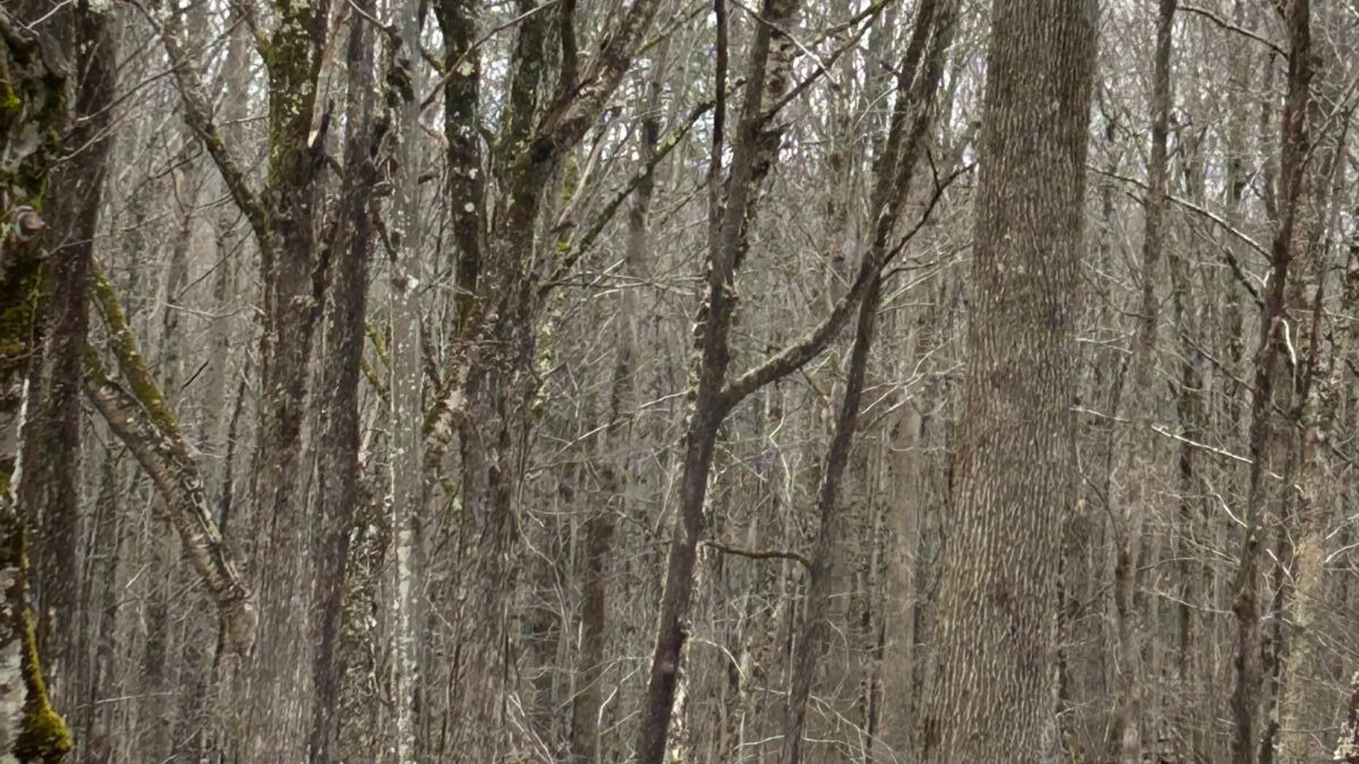 Property at 184 Dancing st, Kortright, NY 13739 28