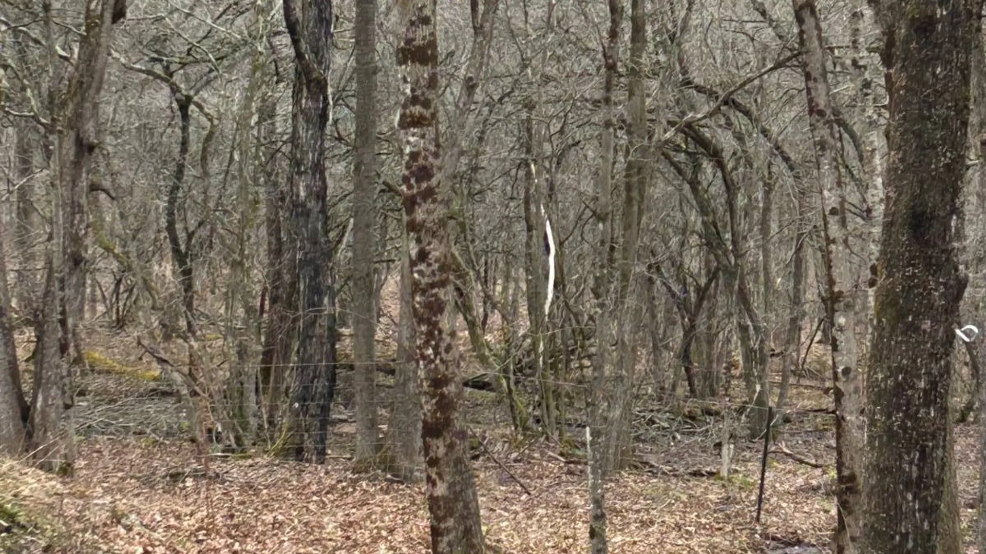 Property at 184 Dancing st, Kortright, NY 13739 29