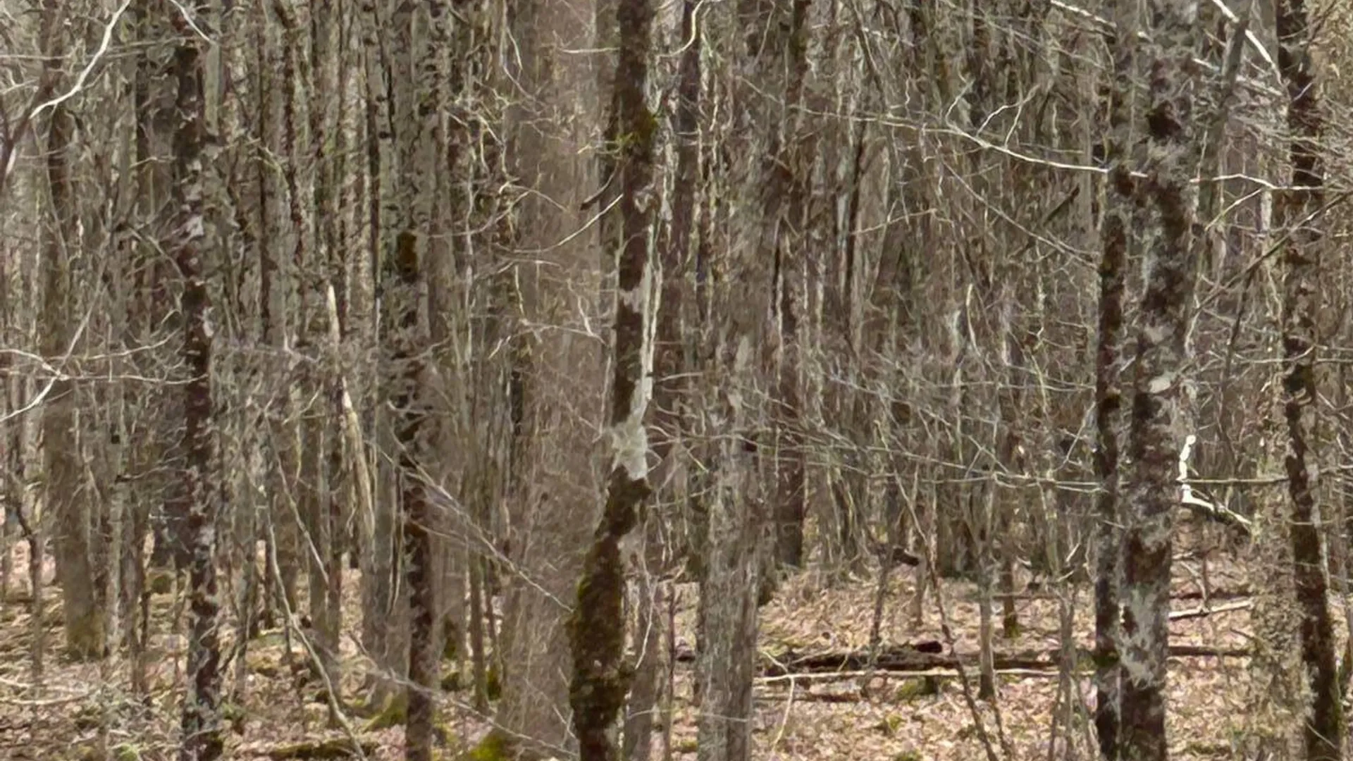 Property at 184 Dancing st, Kortright, NY 13739 30