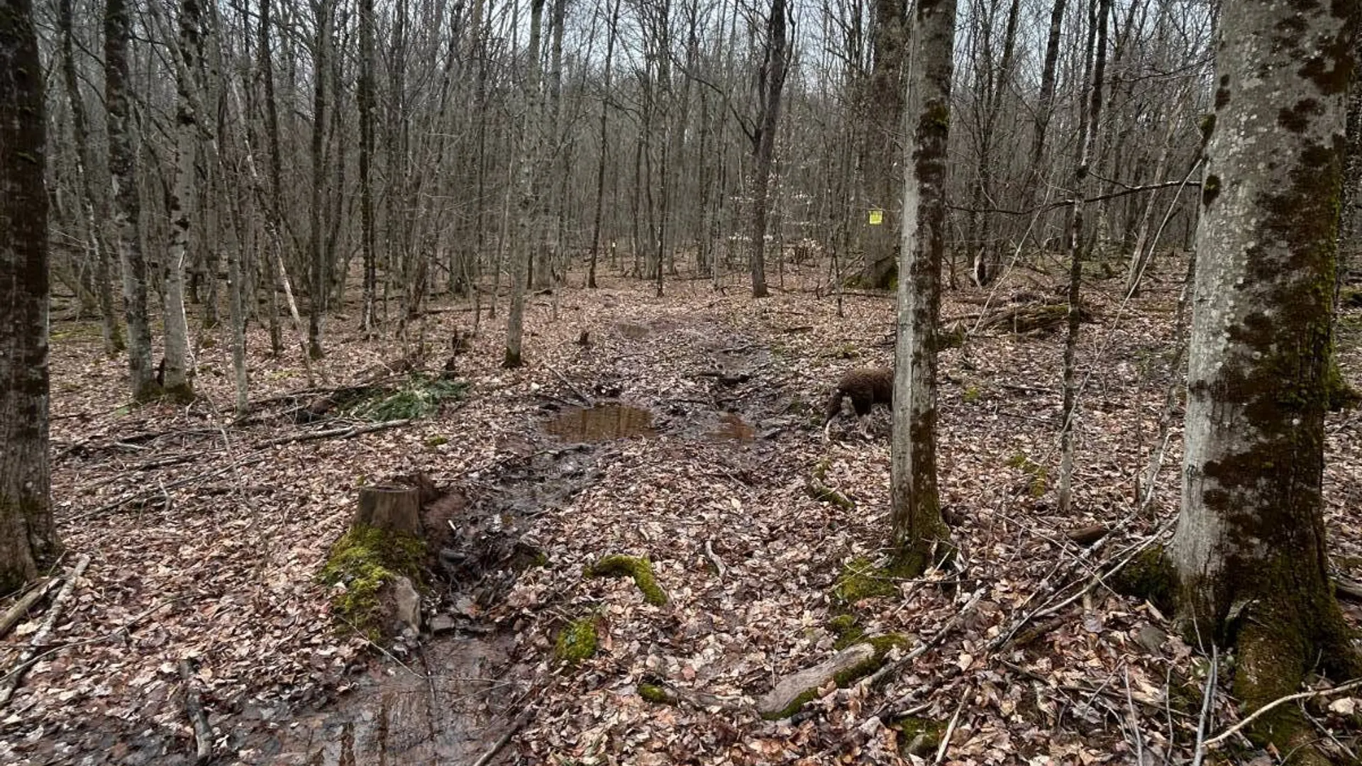 Property at 184 Dancing st, Kortright, NY 13739 35