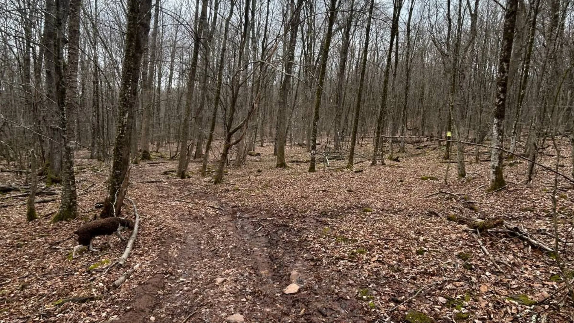 Property at 184 Dancing st, Kortright, NY 13739 36