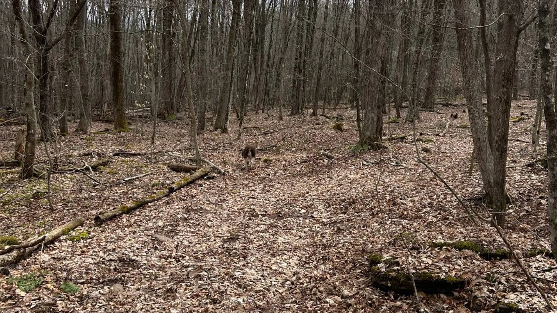 Property at 184 Dancing st, Kortright, NY 13739 37