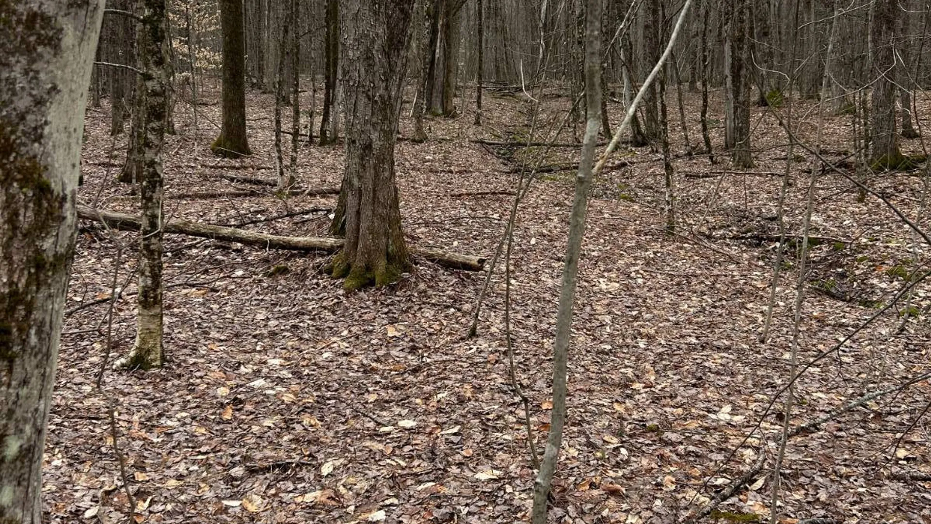 Property at 184 Dancing st, Kortright, NY 13739 38