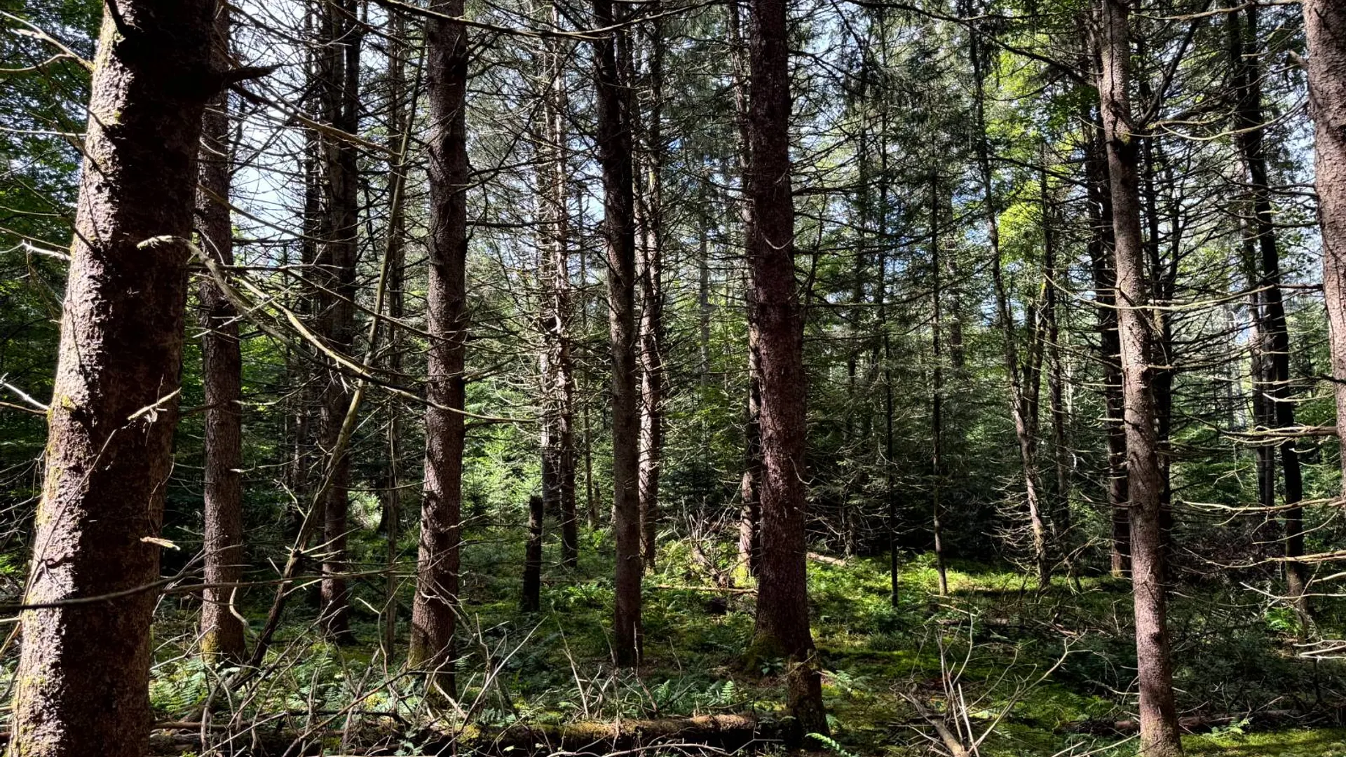 Property at 1.2 Farr Rd, Ohio, NY 13324 11