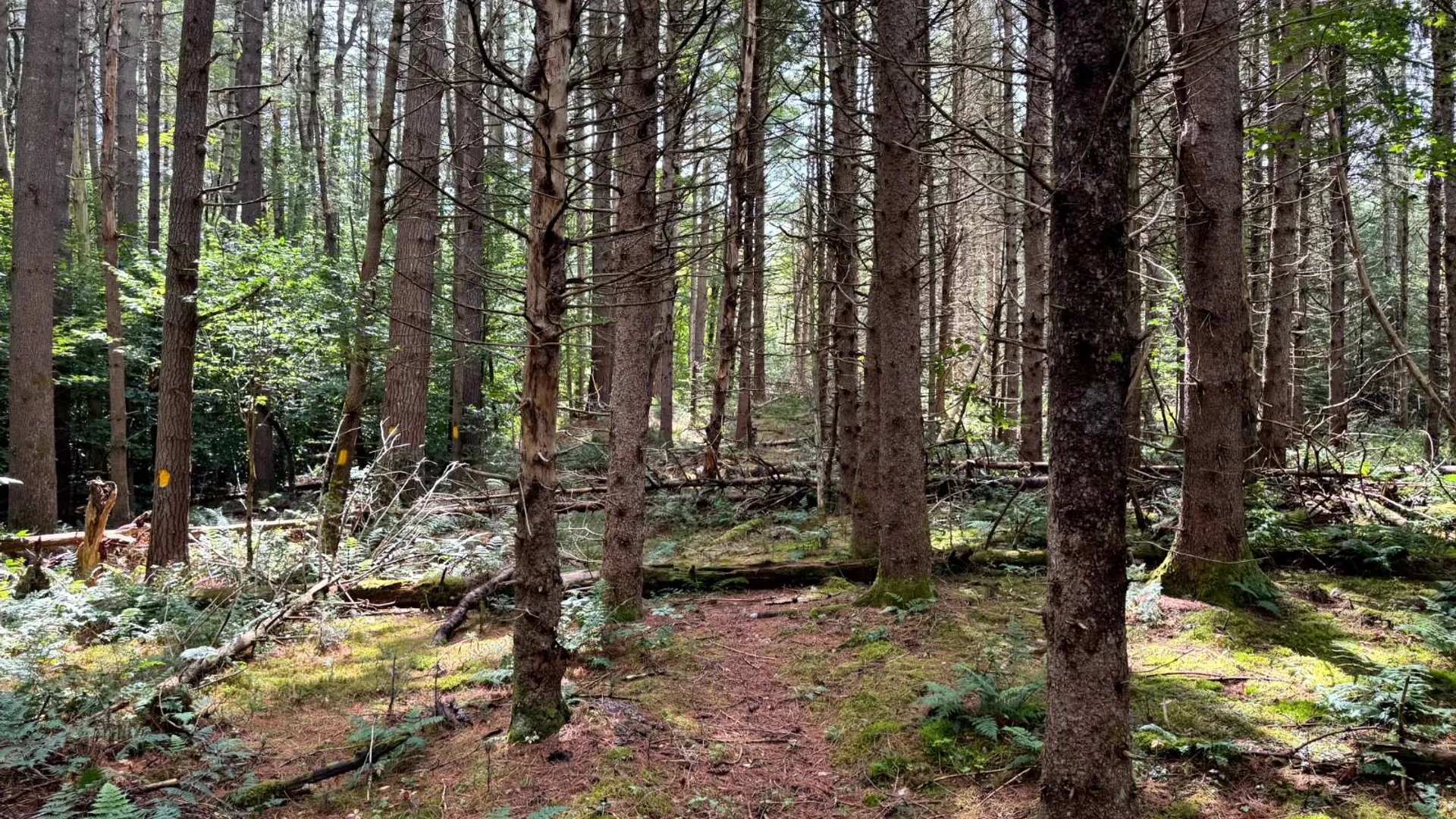 Property at 1.2 Farr Rd, Ohio, NY 13324 2