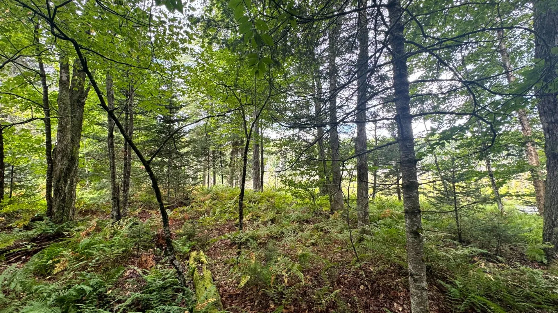 Property at 1.2 Farr Rd, Ohio, NY 13324 3