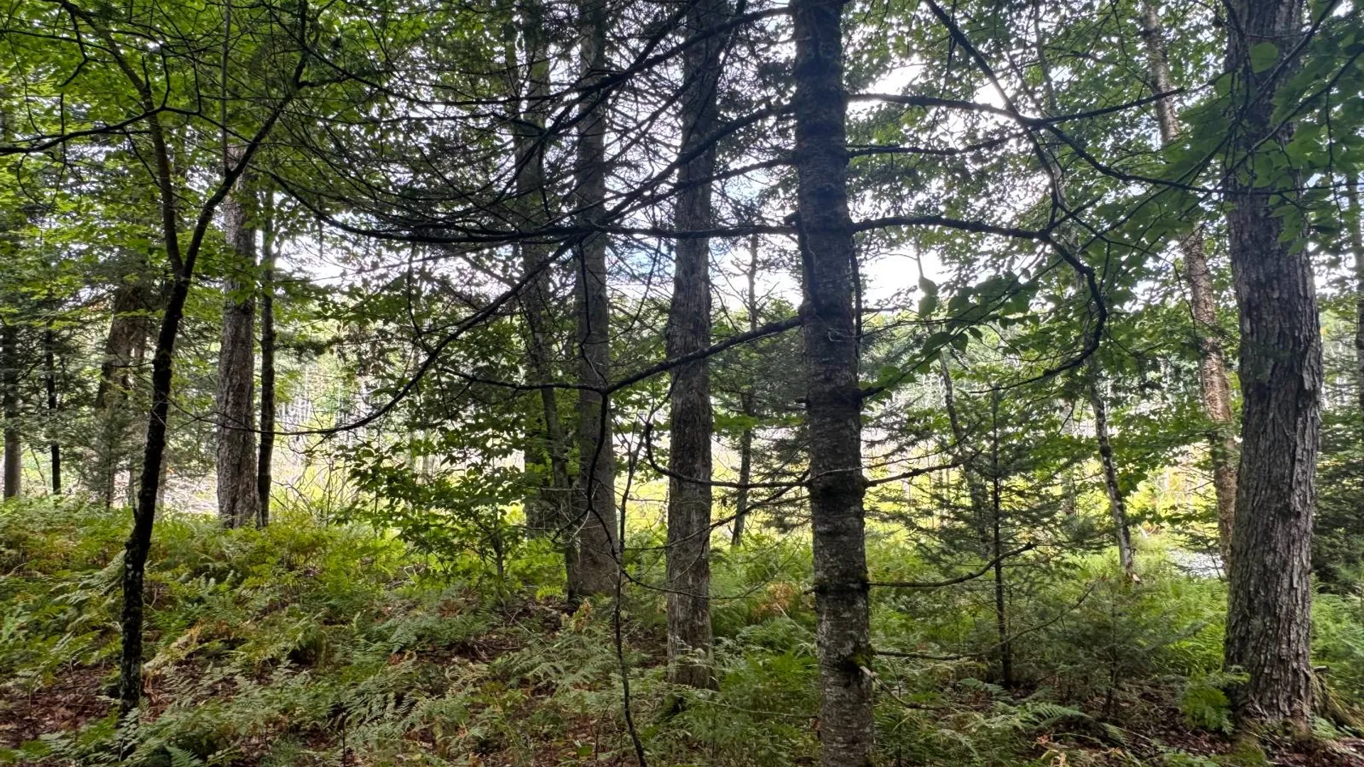 Property at 1.2 Farr Rd, Ohio, NY 13324 4