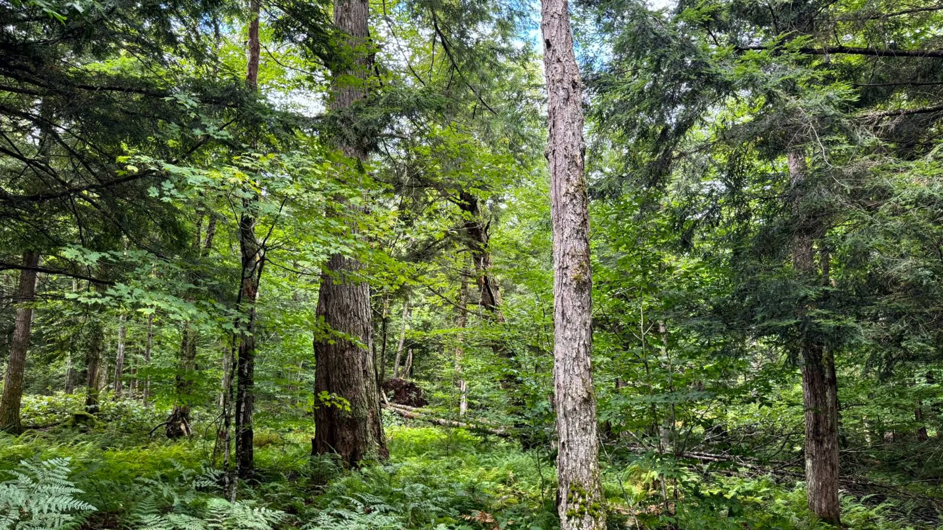 Property at 1.2 Farr Rd, Ohio, NY 13324 5