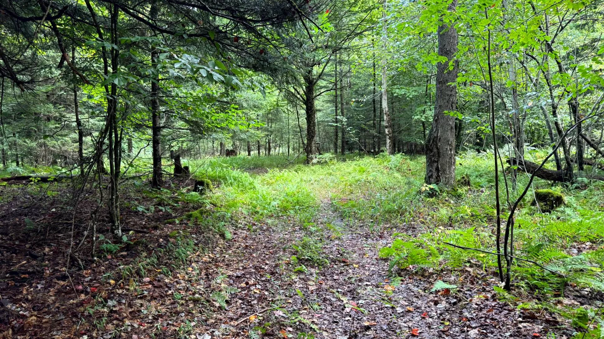 Property at 1.2 Farr Rd, Ohio, NY 13324 8