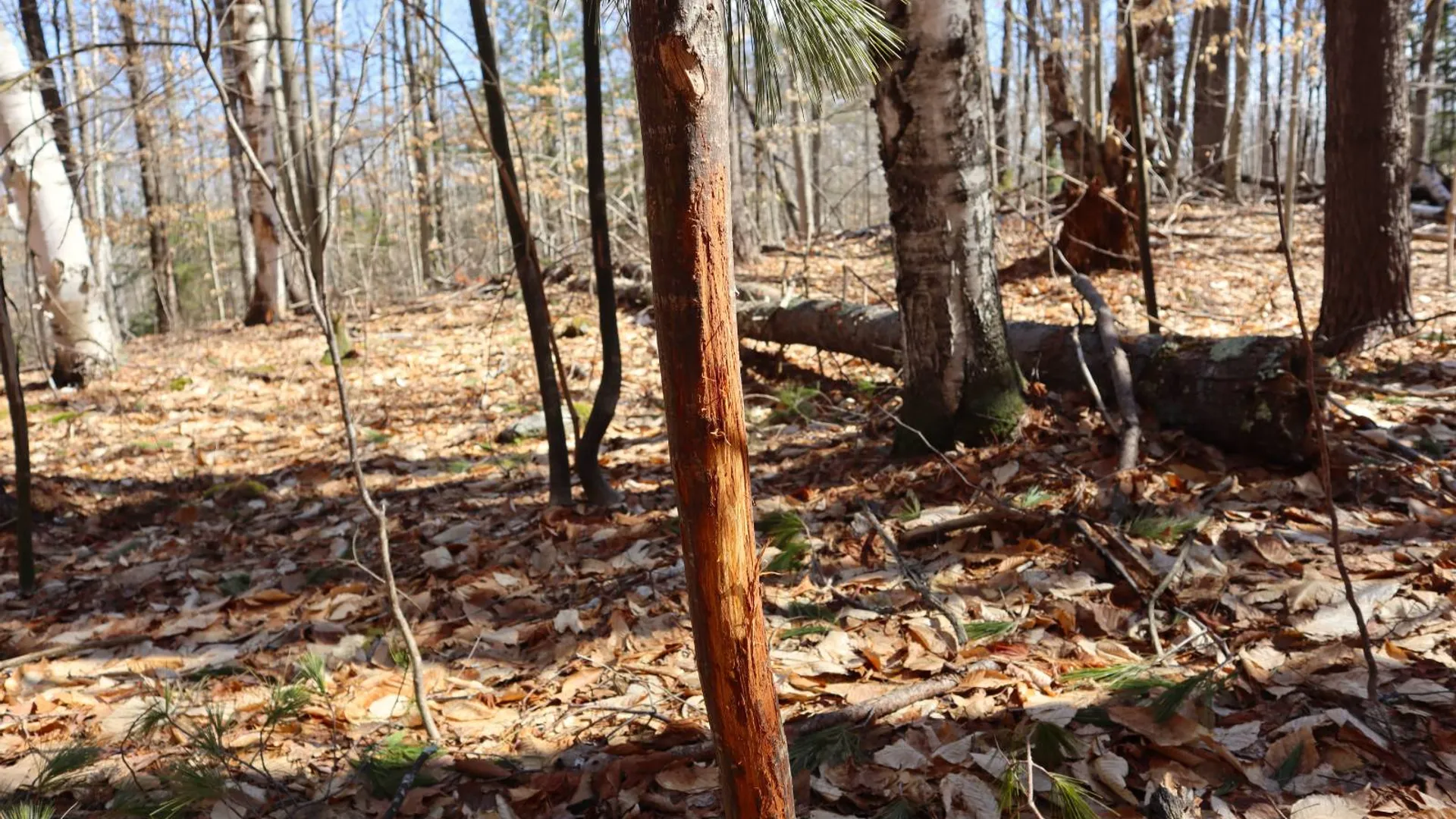 Property at 0 Bear Pond Rd, Thurman, NY 12810 15