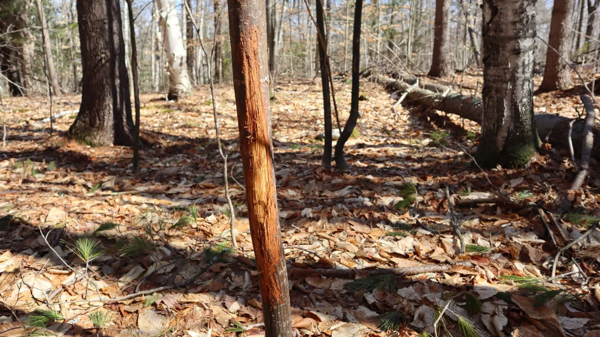 Property at 0 Bear Pond Rd, Thurman, NY 12810 17