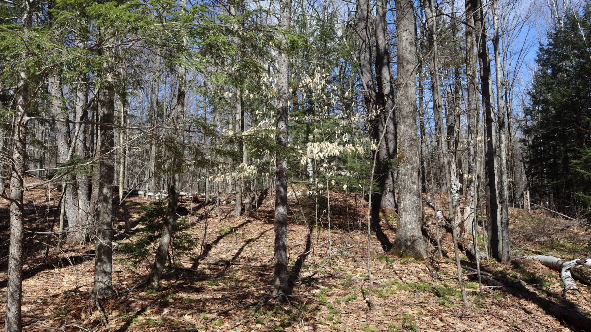 Property at 0 Bear Pond Rd, Thurman, NY 12810 20