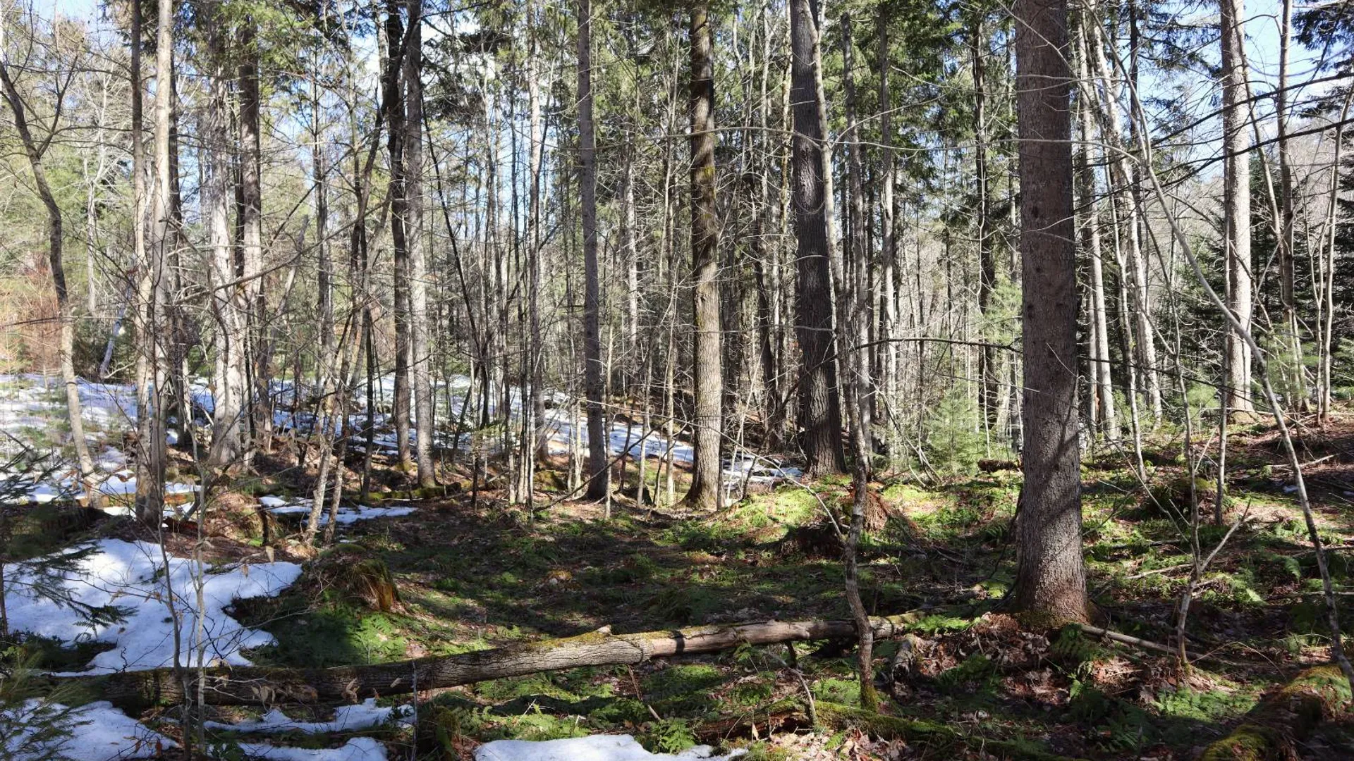 Property at 0 Bear Pond Rd, Thurman, NY 12810 29