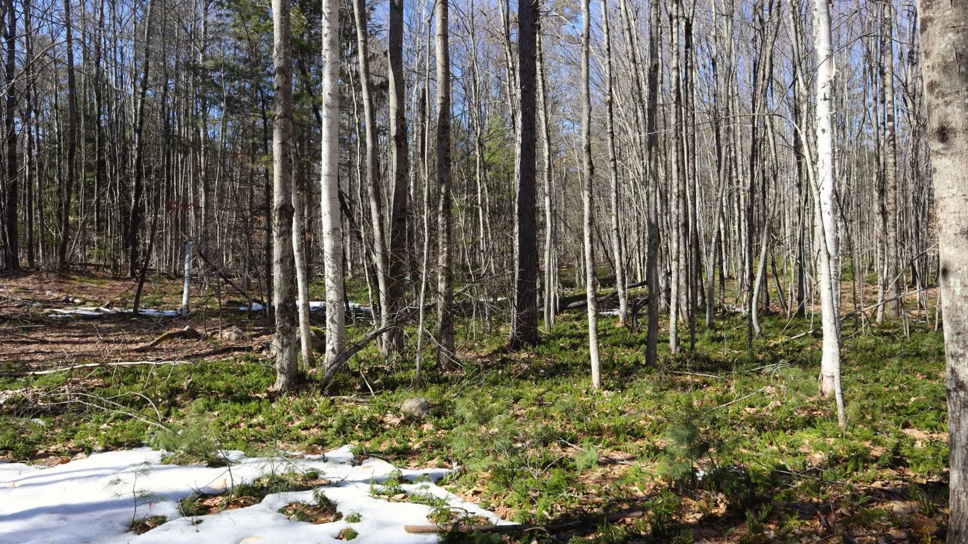 Property at 0 Bear Pond Rd, Thurman, NY 12810 34