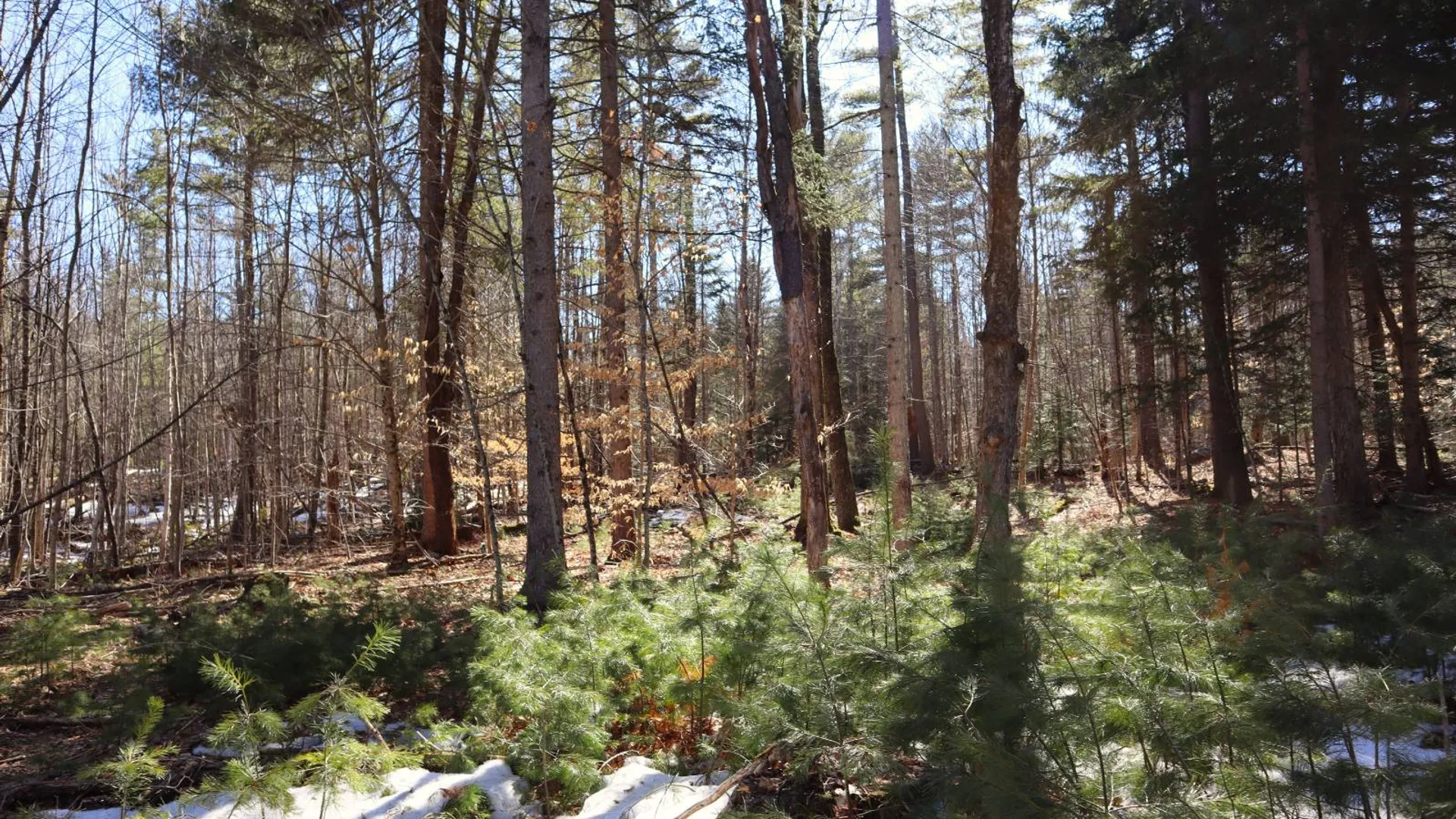 Property at 0 Bear Pond Rd, Thurman, NY 12810 37