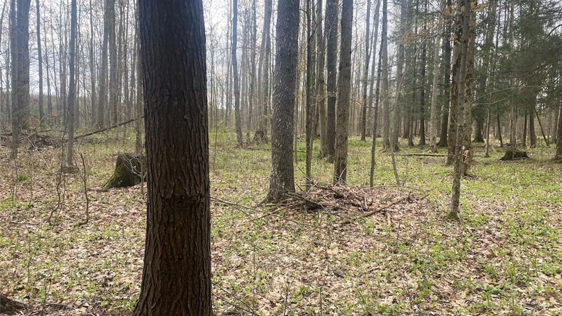Property at 6281 E Hill Road, Caneadea, NY 14717 12