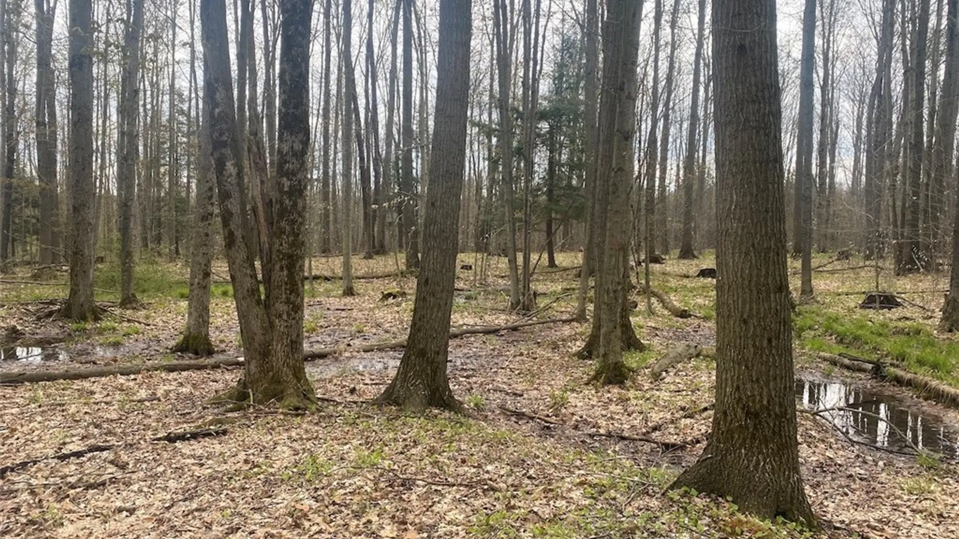 Property at 6281 E Hill Road, Caneadea, NY 14717 13