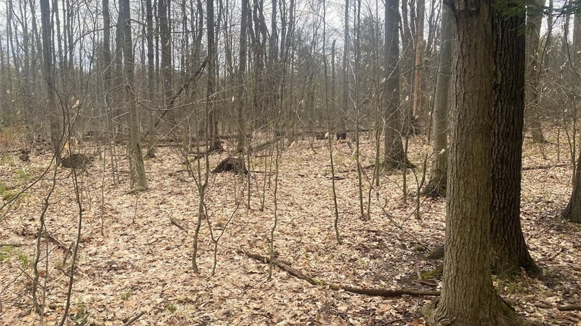 Property at 6281 E Hill Road, Caneadea, NY 14717 14