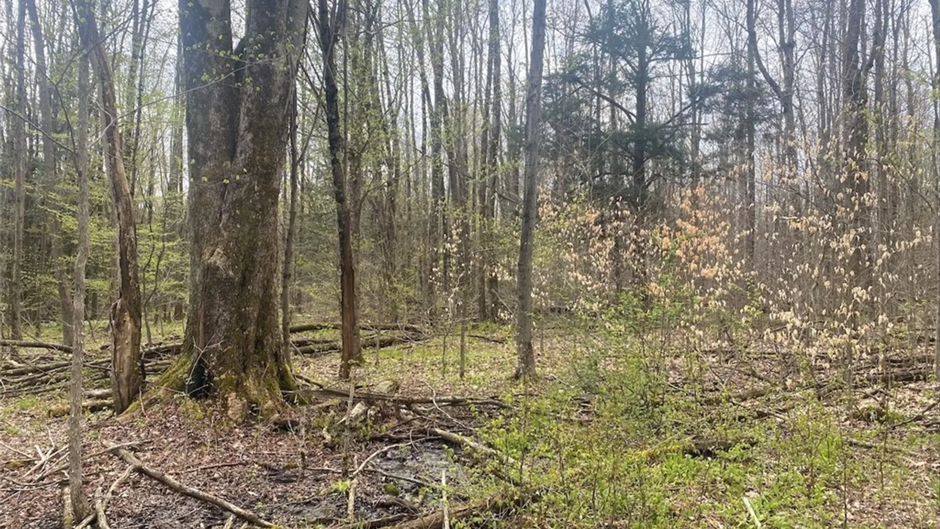 Property at 6281 E Hill Road, Caneadea, NY 14717 3