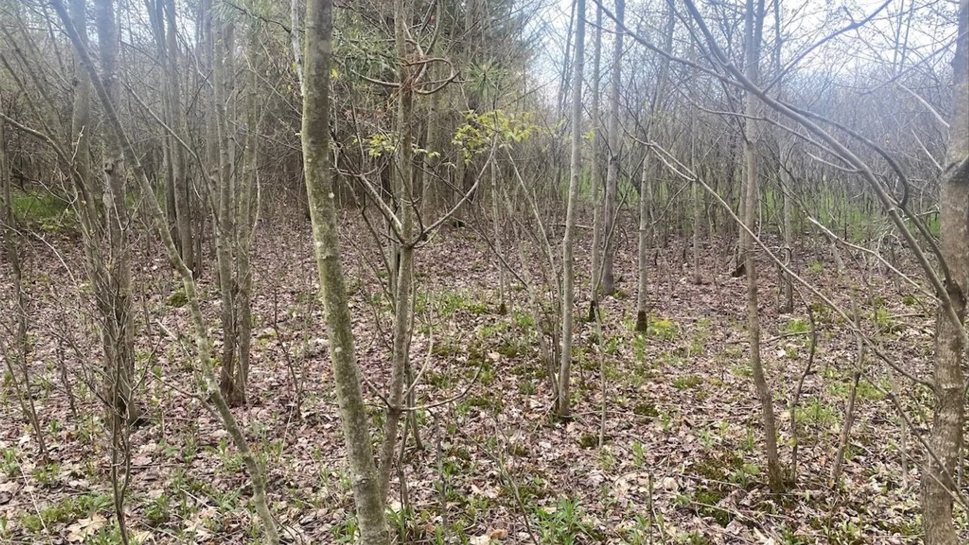 Property at 6281 E Hill Road, Caneadea, NY 14717 9
