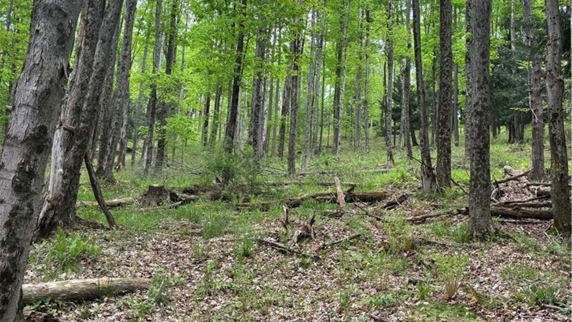 Property at Fulmer Valley Road, Wellsville, NY 14895 27