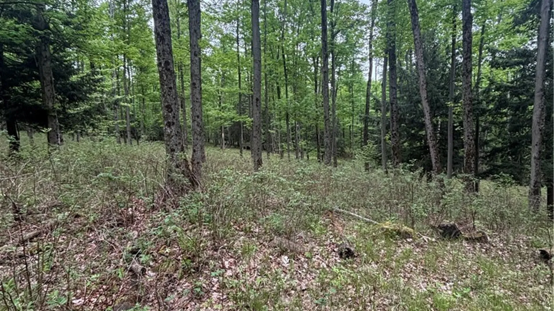 Property at Fulmer Valley Road, Wellsville, NY 14895 30
