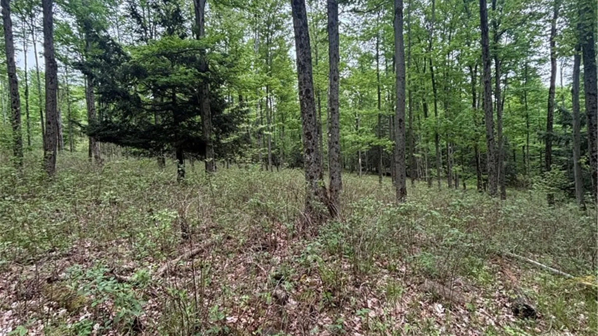 Property at Fulmer Valley Road, Wellsville, NY 14895 33