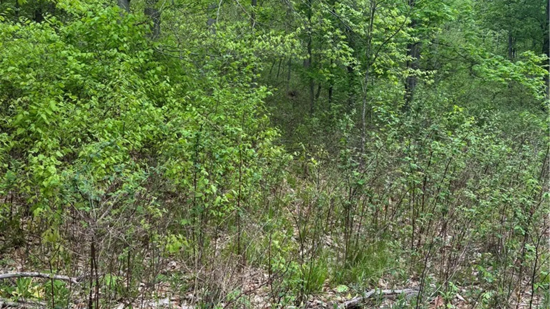 Property at Fulmer Valley Road, Wellsville, NY 14895 49