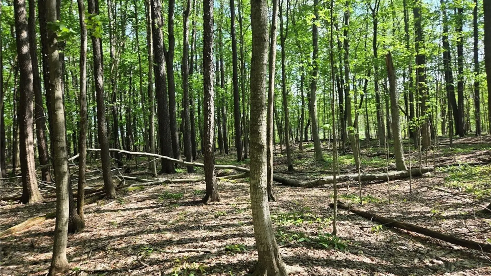 Property at Pochuck Road, Eagle, NY 14024 23