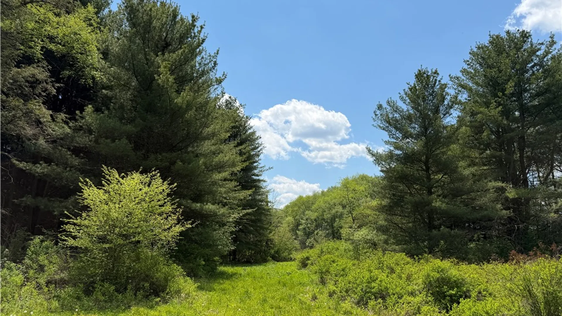 Property at Lot 1 County Road 16, Grove, NY 14884 34