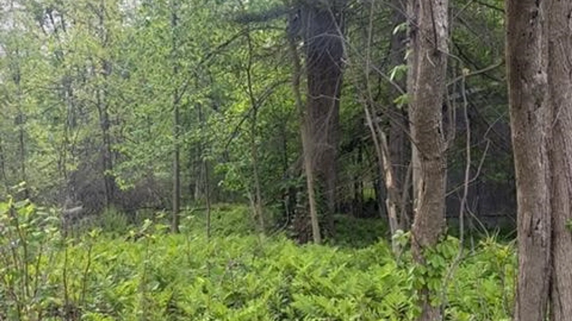 Property at Rt-13, Vienna, NY 13308 3