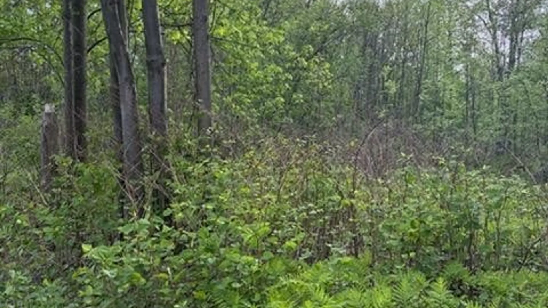 Property at Rt-13, Vienna, NY 13308 4