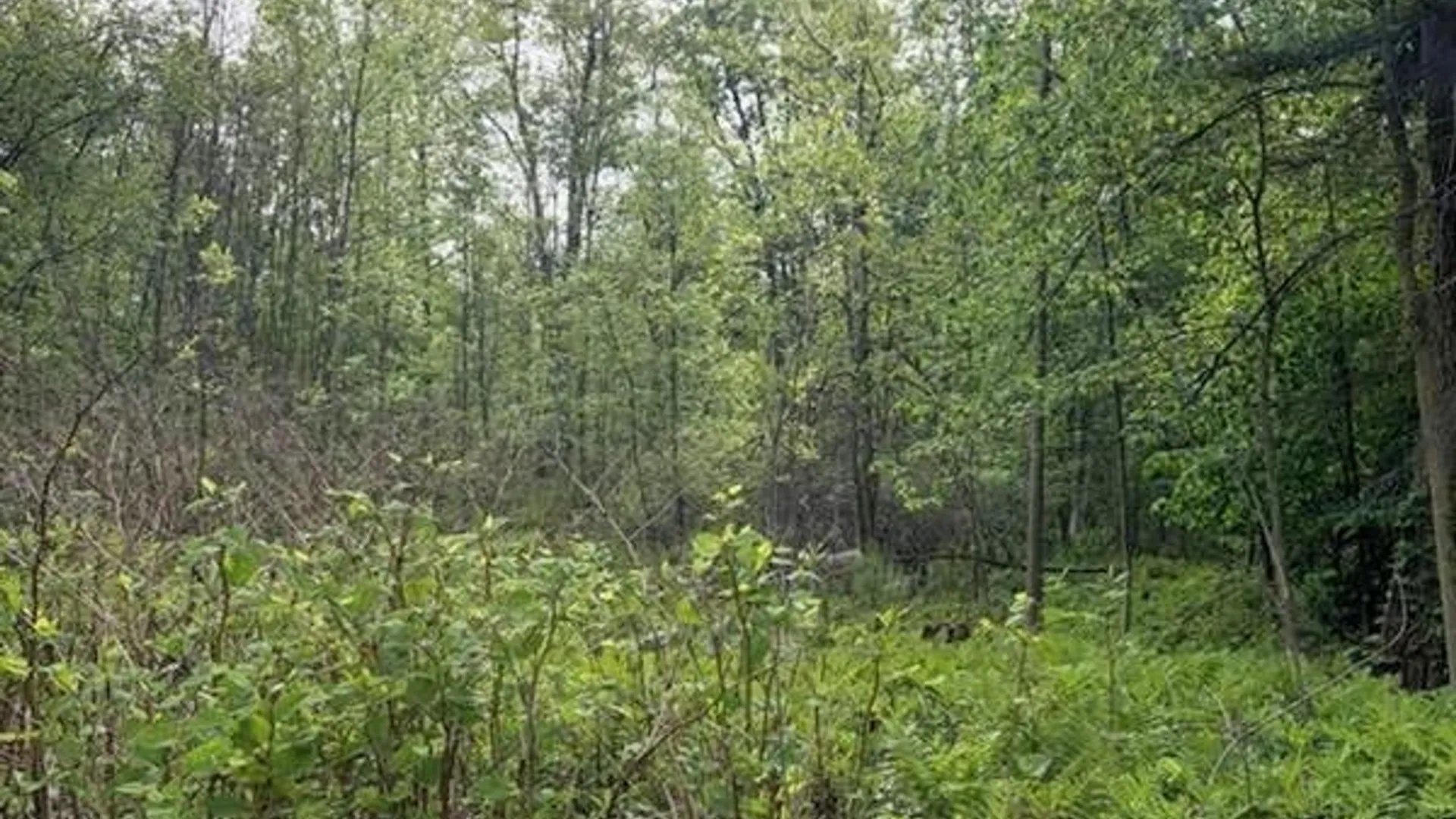 Property at Rt-13, Vienna, NY 13308 5