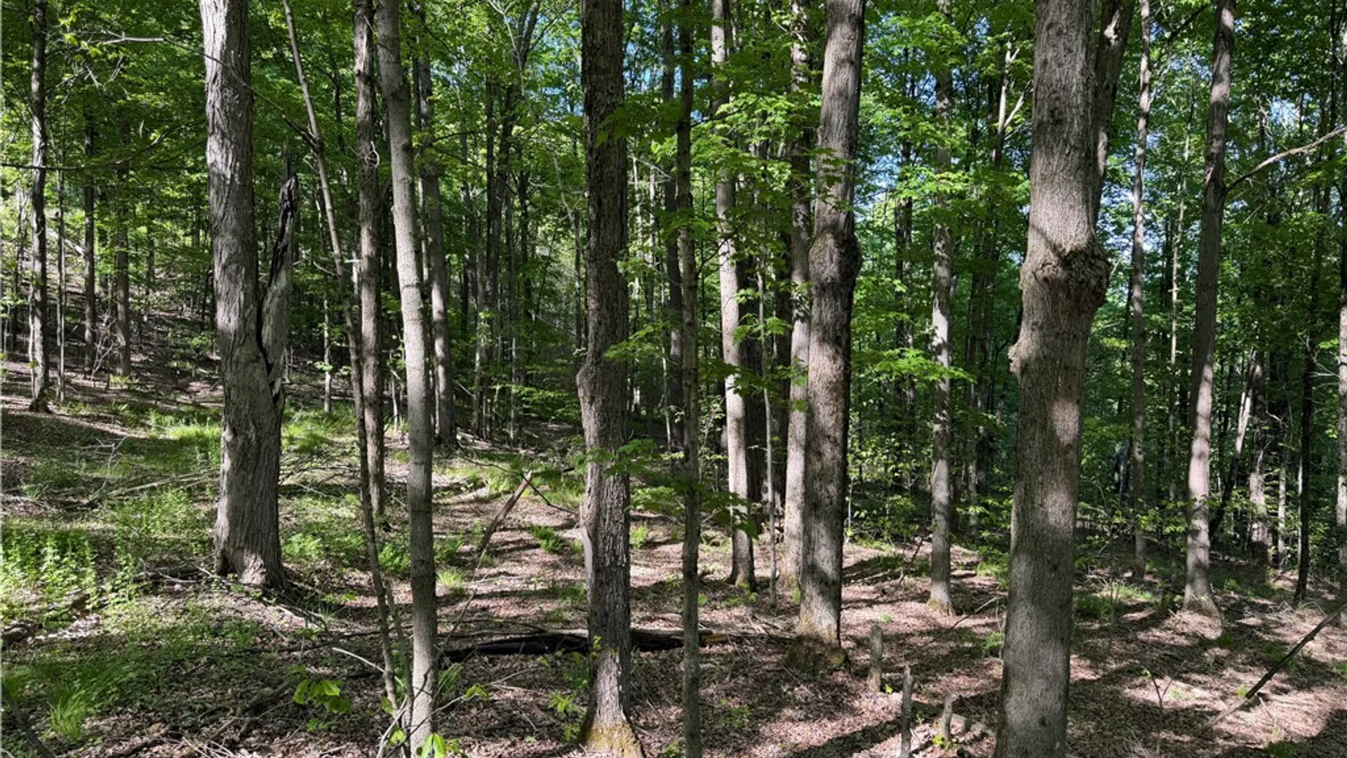 Property at VL Lot 1 Dry Run Road, Hornby, NY 14812 13