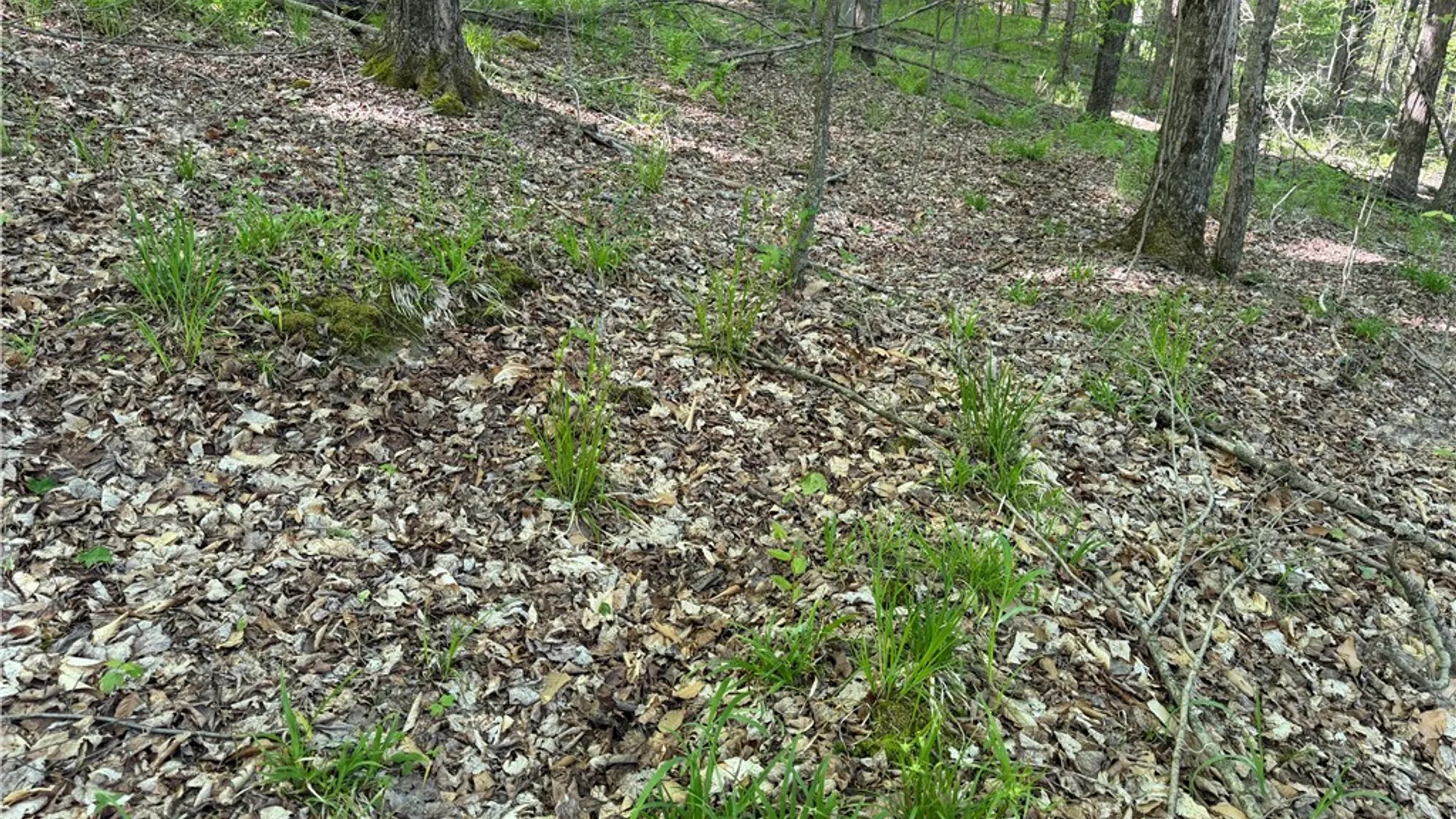 Property at VL Lot 1 Dry Run Road, Hornby, NY 14812 14