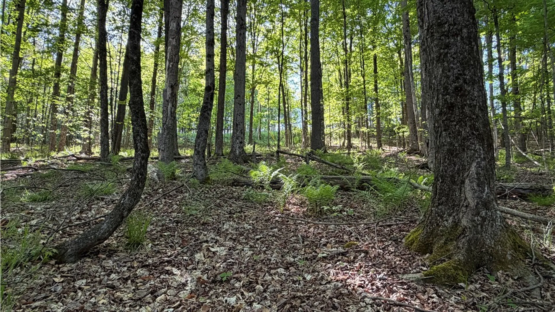Property at VL Lot 1 Dry Run Road, Hornby, NY 14812 15