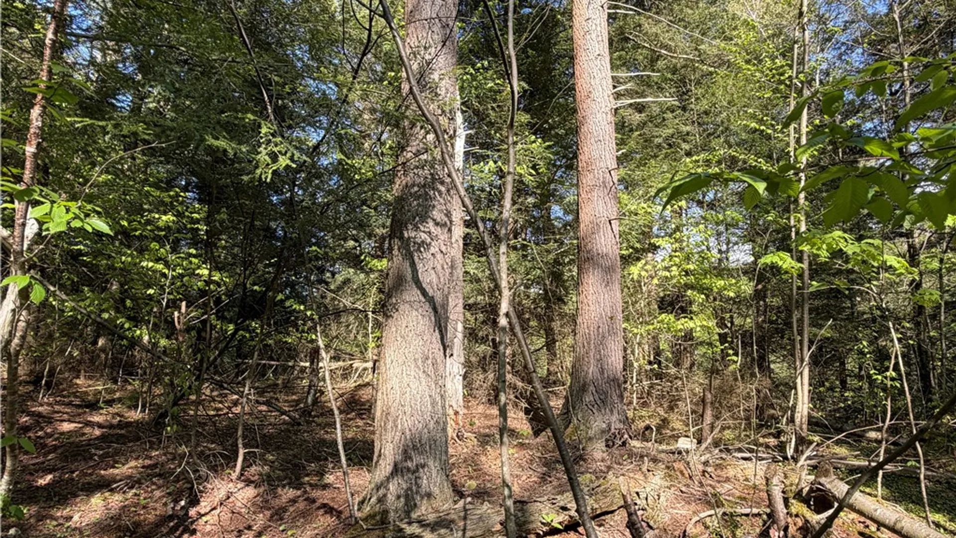 Property at VL Lot 1 Dry Run Road, Hornby, NY 14812 22