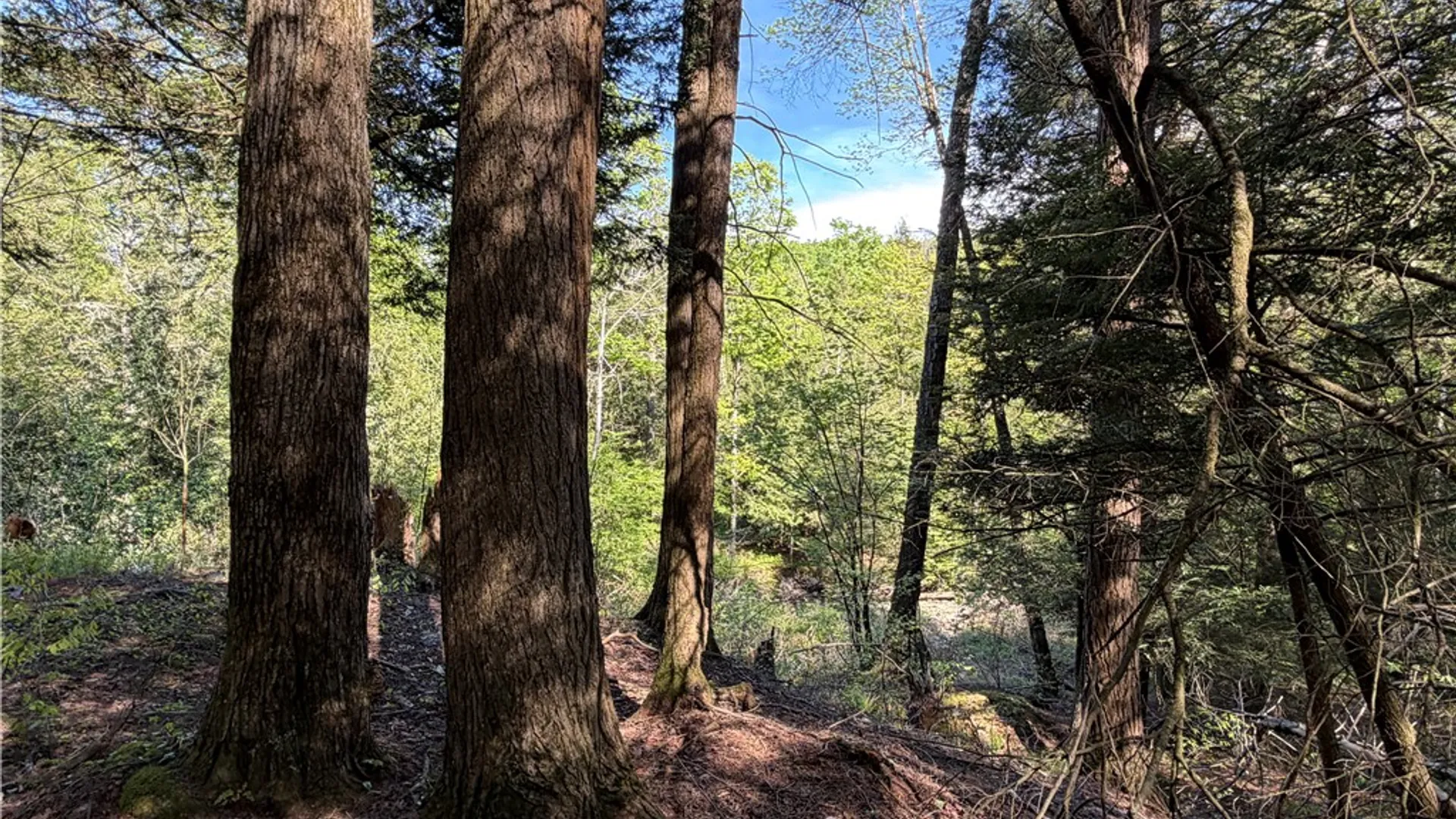 Property at VL Lot 1 Dry Run Road, Hornby, NY 14812 23