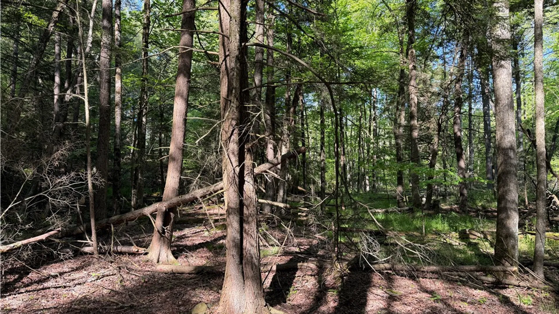 Property at VL Lot 1 Dry Run Road, Hornby, NY 14812 33