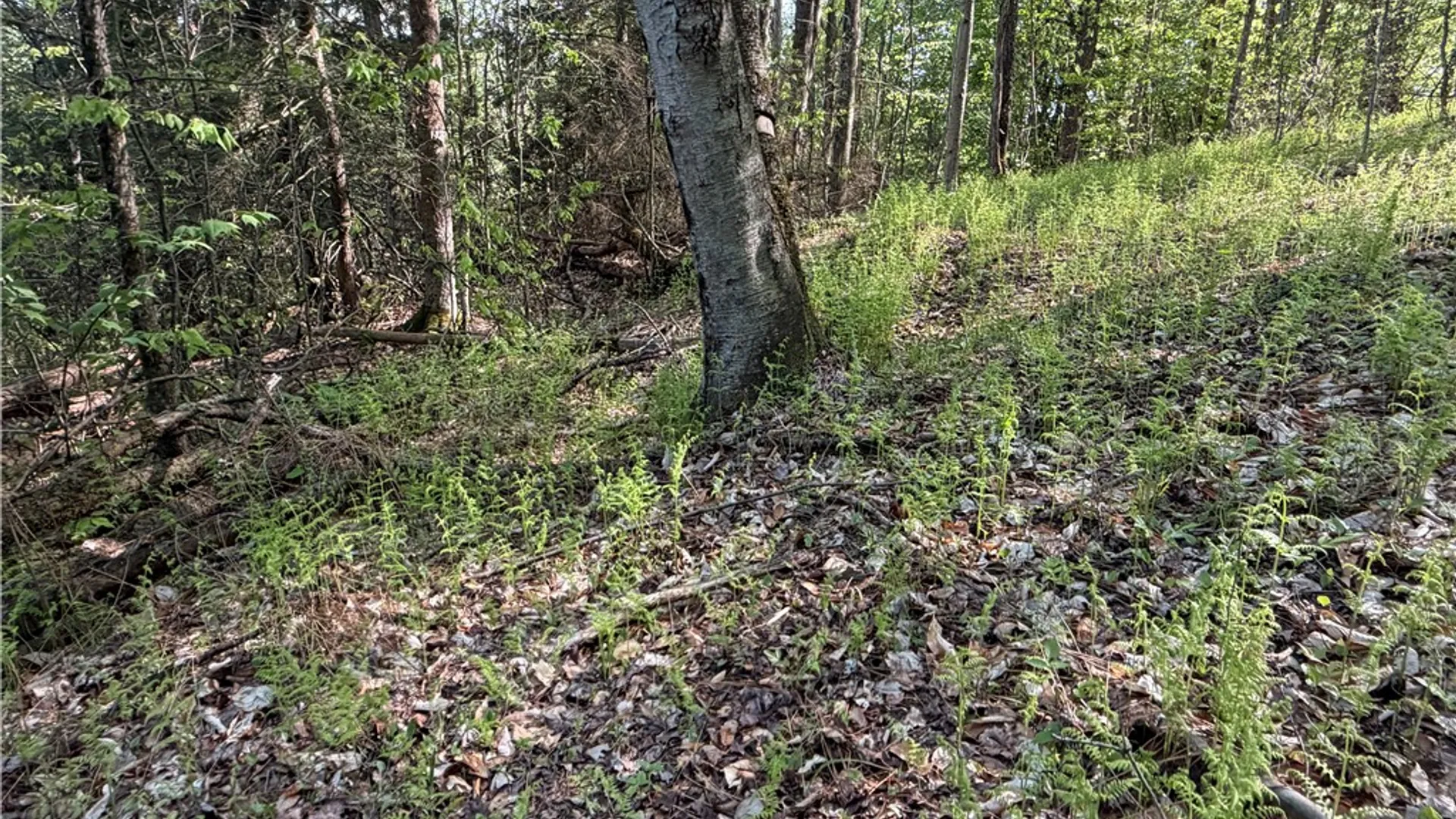 Property at VL Lot 1 Dry Run Road, Hornby, NY 14812 37