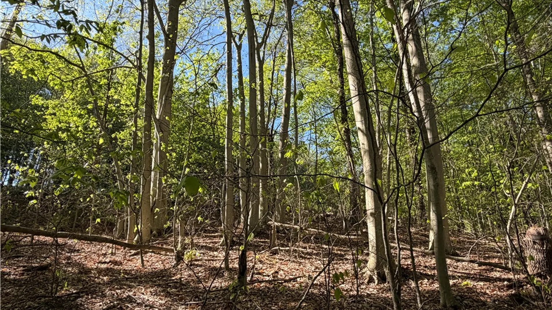 Property at VL Lot 1 Dry Run Road, Hornby, NY 14812 38