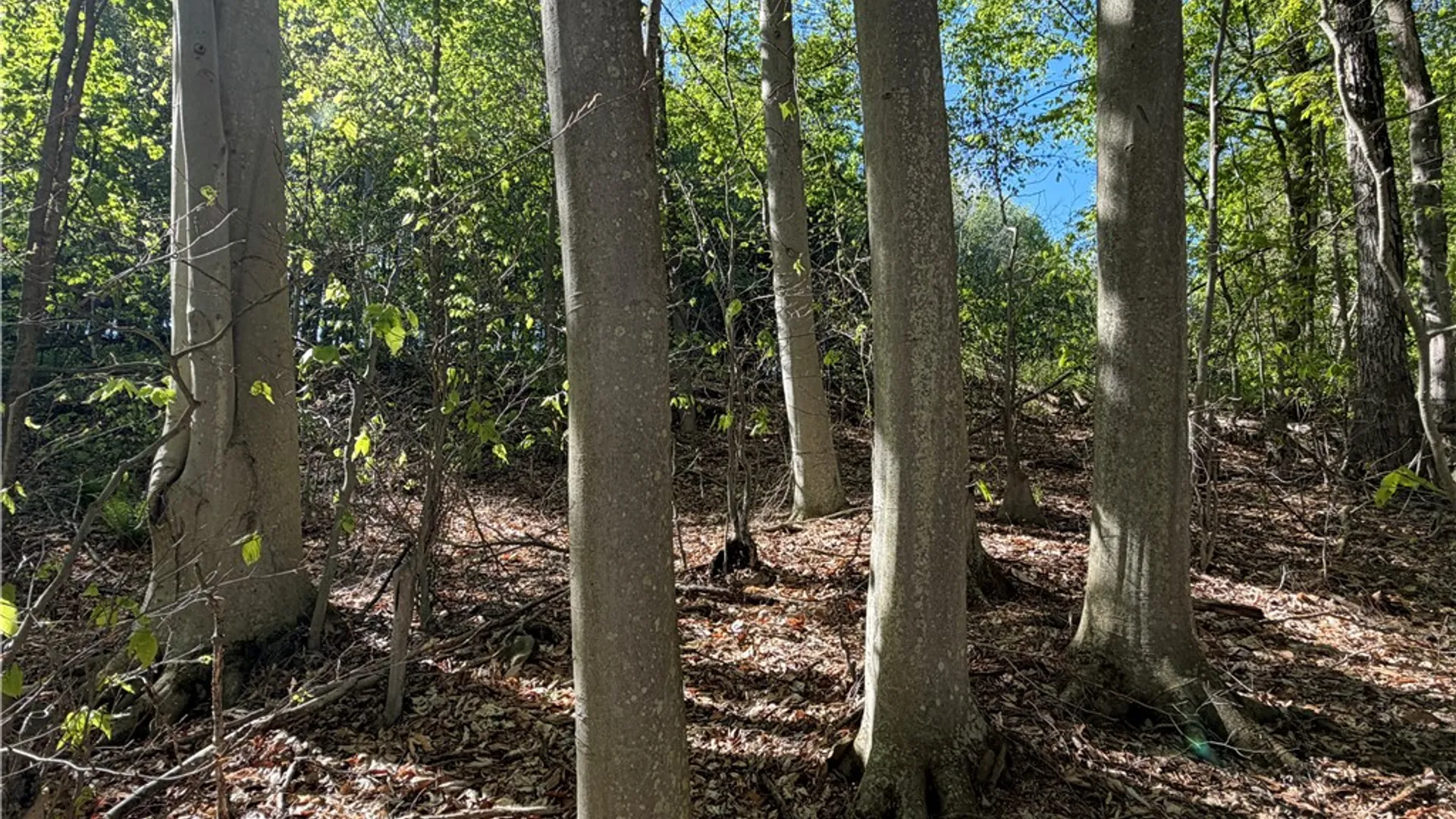 Property at VL Lot 1 Dry Run Road, Hornby, NY 14812 39