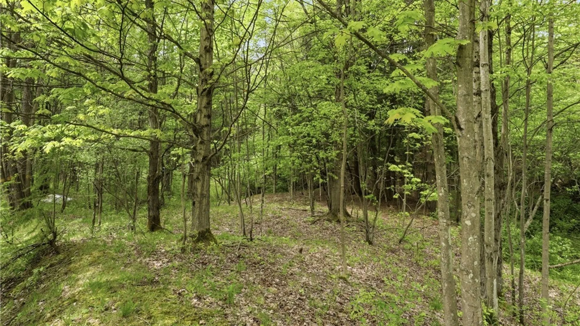 Property at 5411 Riley Road, Ashford, NY 14171 39