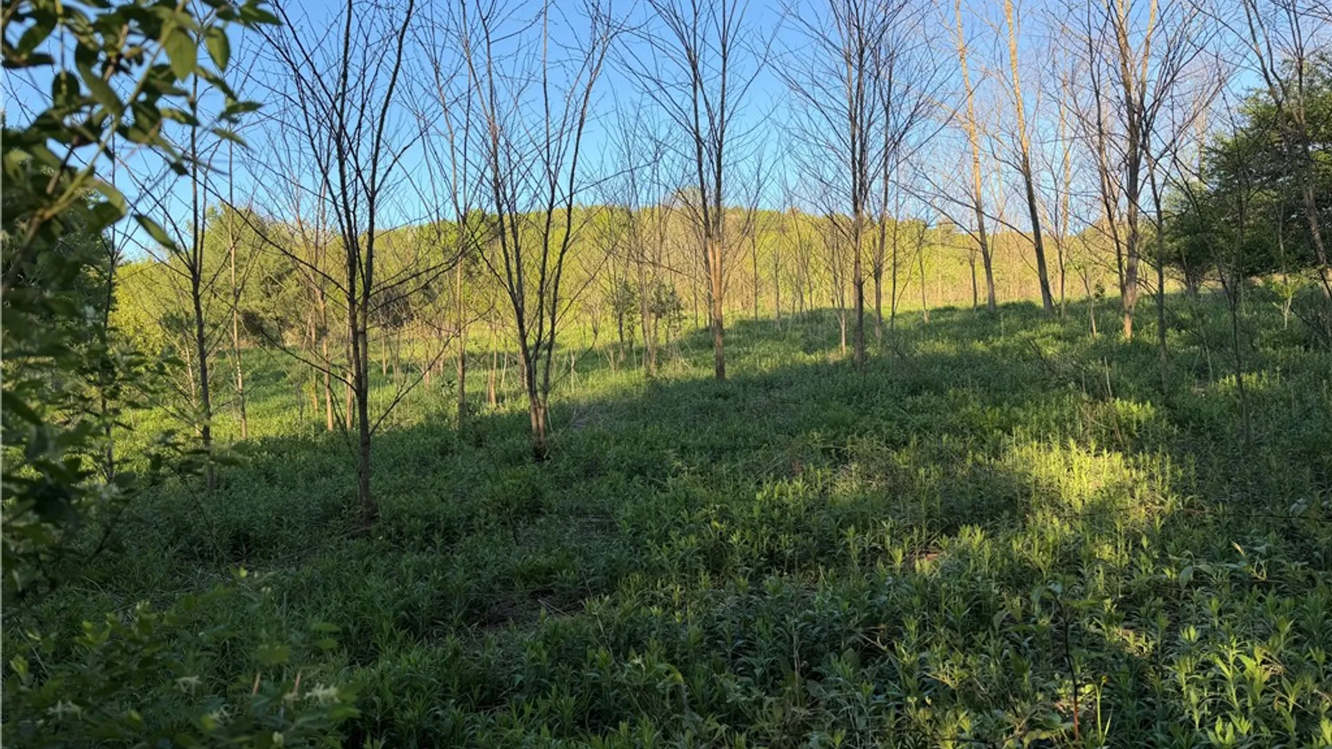 Property at 0 County Highway 4, Butternuts, NY 13776 2