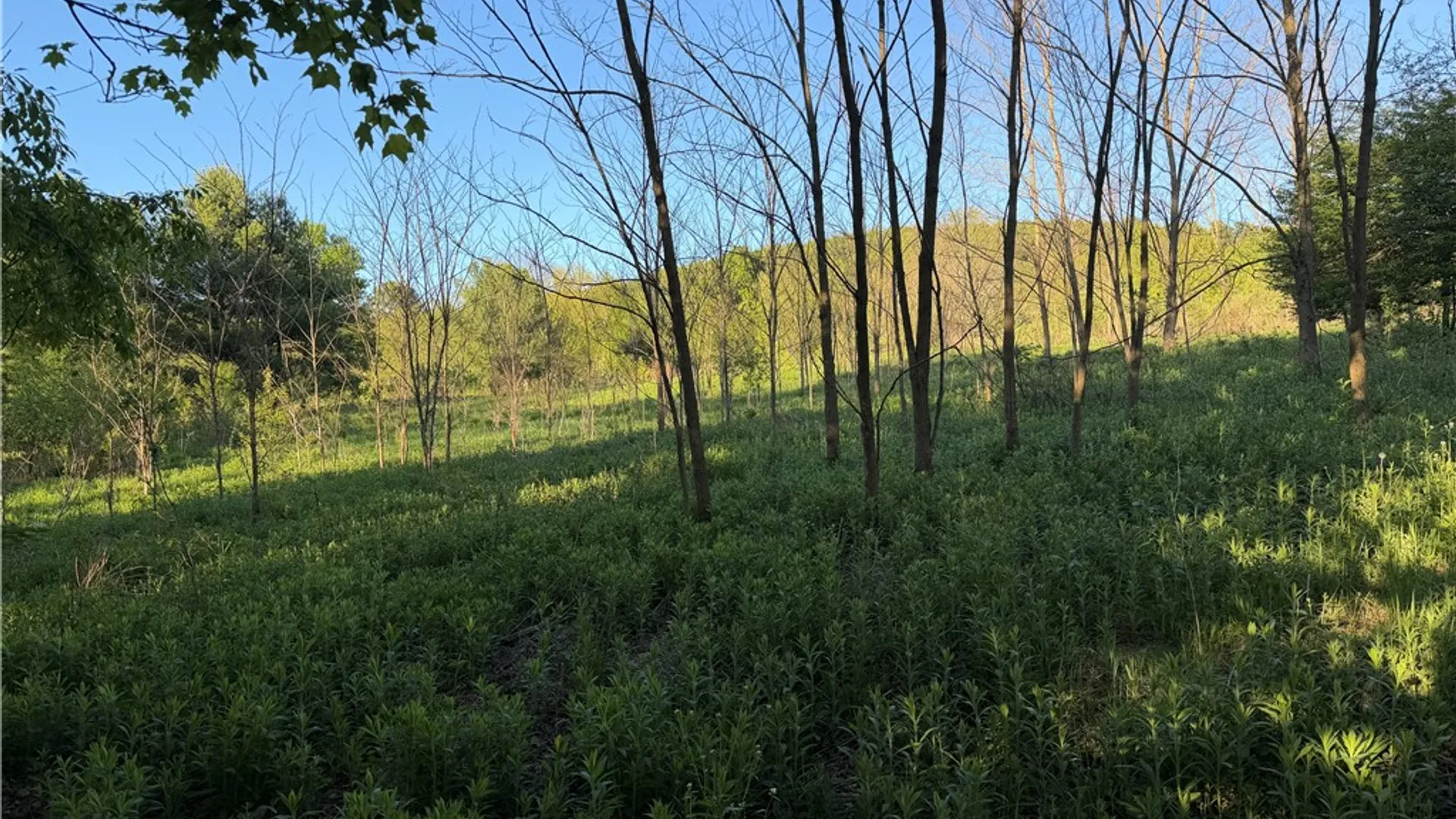 Property at 0 County Highway 4, Butternuts, NY 13776 4