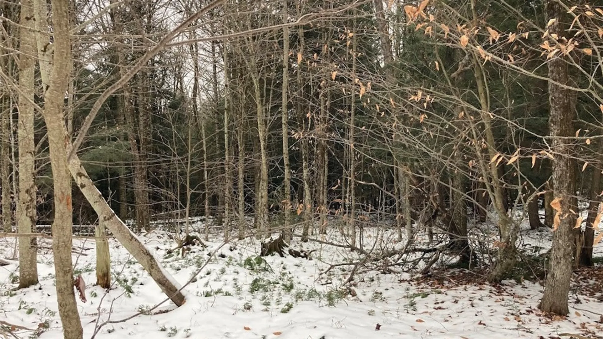 Property at Rt 8, Ohio, NY 13324 7