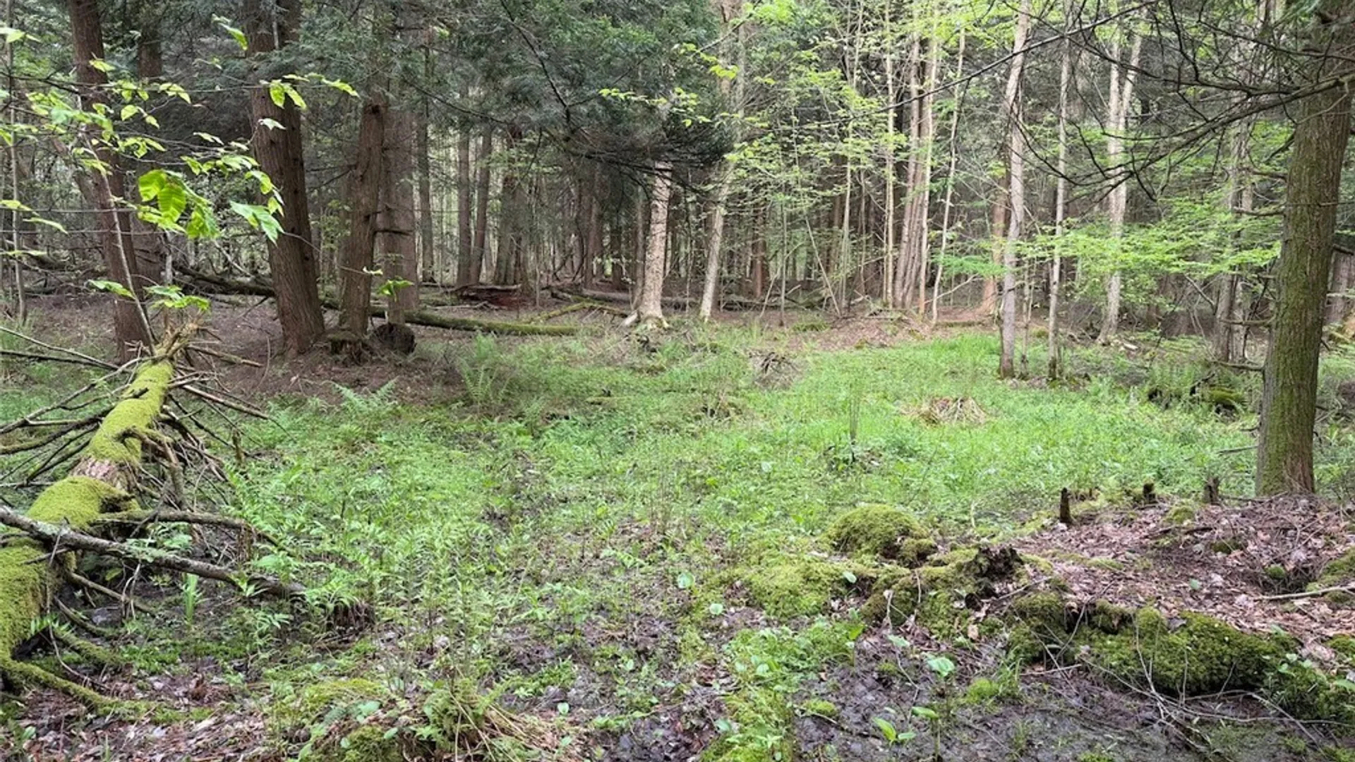 Property at Slew Road, Leon, NY 14138 10