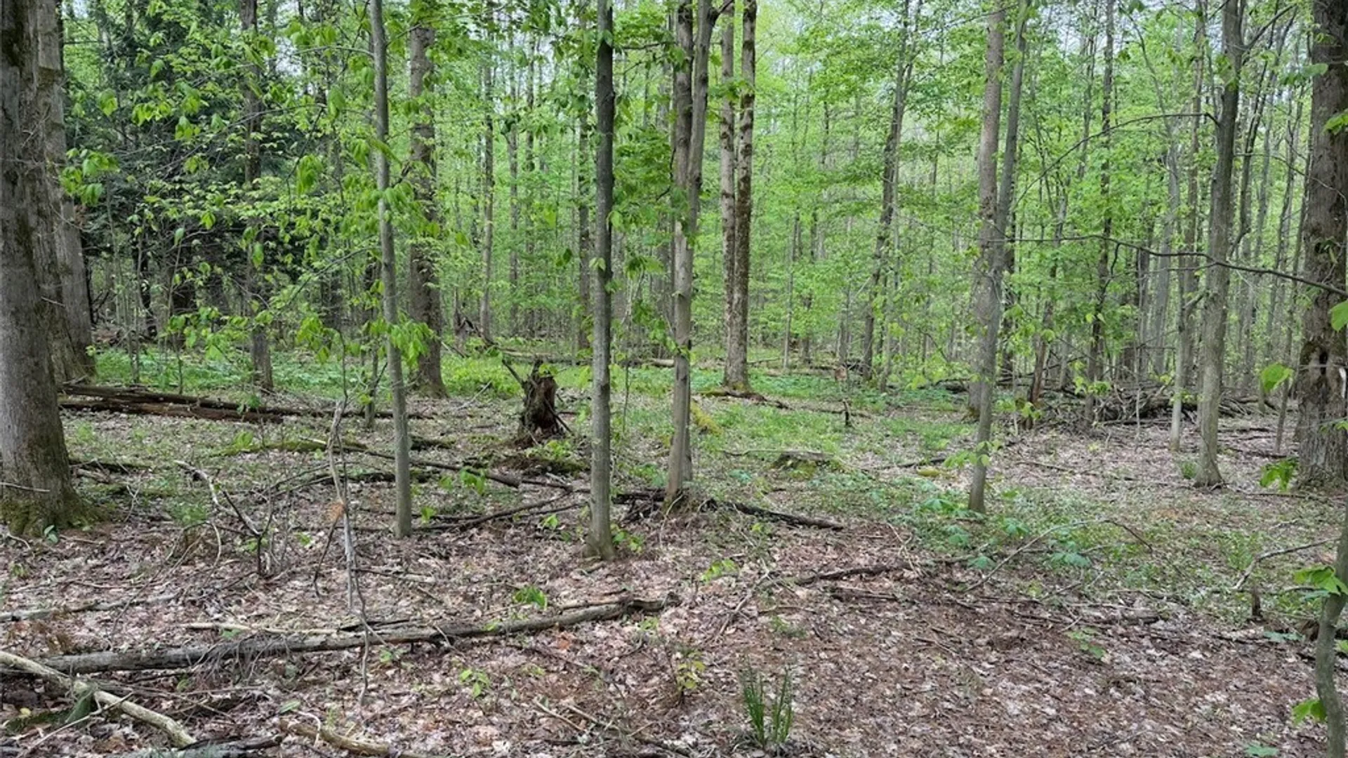 Property at Slew Road, Leon, NY 14138 11
